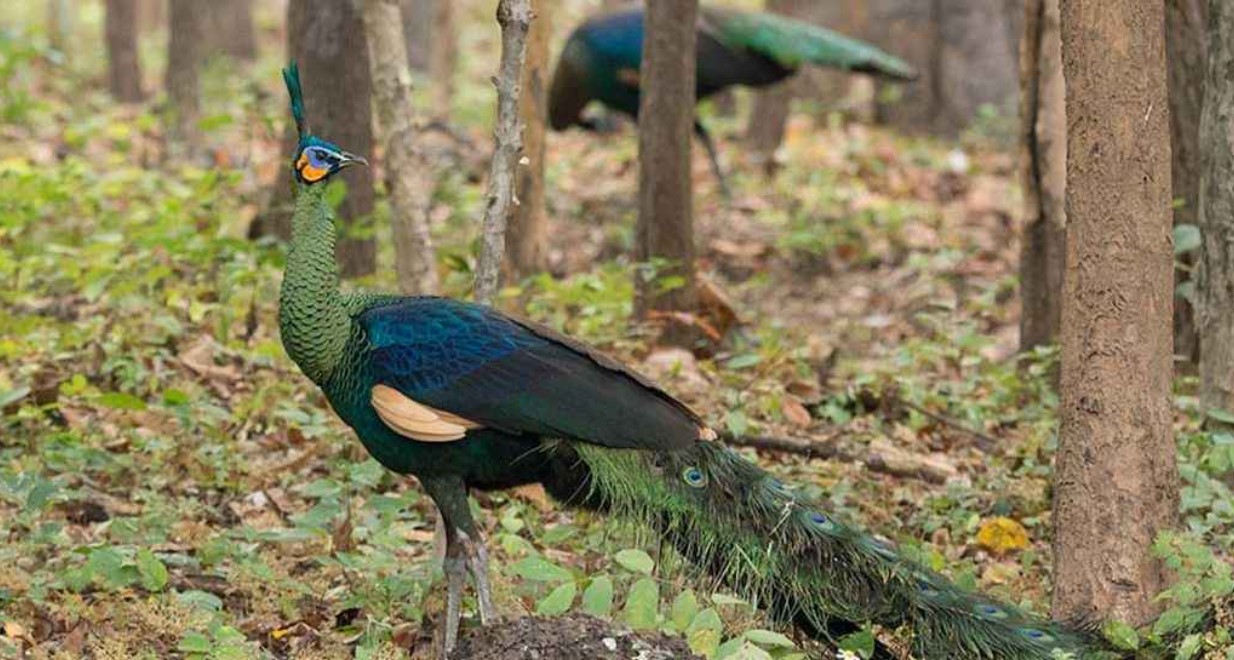 , হালনাগাদ হচ্ছে রেড লিস্ট