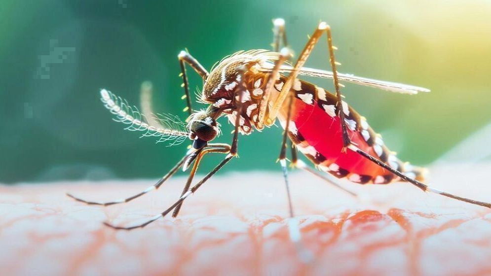 ২৪ ঘণ্টায় ডেঙ্গুতে ৬ জনের মৃত্যু, হাসপাতালে ভর্তি ১ হাজার ৫৯৩