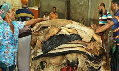 দাম বাড়বে কোরবানির পশুর চামড়ার