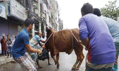 এবার যেমন থাকতে পারে কোরবানির পশুর দাম