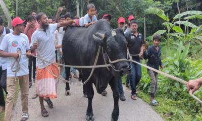 ‘কালো মানিক’ নিয়ে খালেদা জিয়ার বাসভবন পথে কৃষক সোহাগ