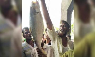 লক্ষ্মীপুরে সাড়ে ৩ কেজির ইলিশ ১০ হাজারে বিক্রি