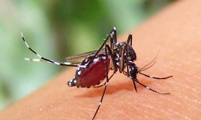 ডেঙ্গুতে আরও ৯ জনের মৃত্যু