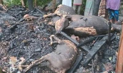 লক্ষ্মীপুরে আগুনে কৃষকের ৩ গরু দগ্ধ