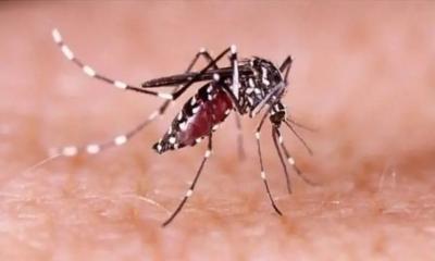 ডেঙ্গুতে ২৪ ঘণ্টায় ৬ জনের মৃত্যু, হাসপাতালে ১৬০৮