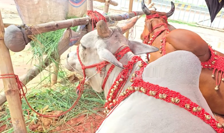 গাবতলির হাটে গরুর নাম লায়লা-মামুন, দাম ১৪ লাখ