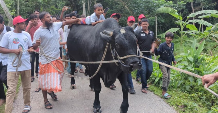 ‘কালো মানিক’ নিয়ে খালেদা জিয়ার বাসভবন পথে কৃষক সোহাগ