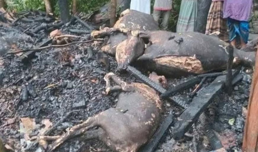 লক্ষ্মীপুরে আগুনে কৃষকের ৩ গরু দগ্ধ