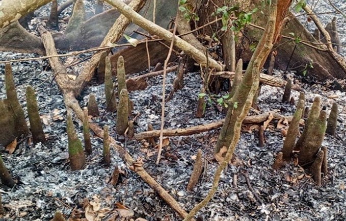 সুন্দরবনে অগ্নিকাণ্ডের ঘটনায় তদন্ত কমিটি