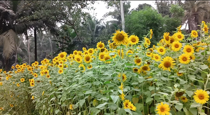 চেয়ারম্যানের পতিত জমিতে সূর্যমুখীর হাসি